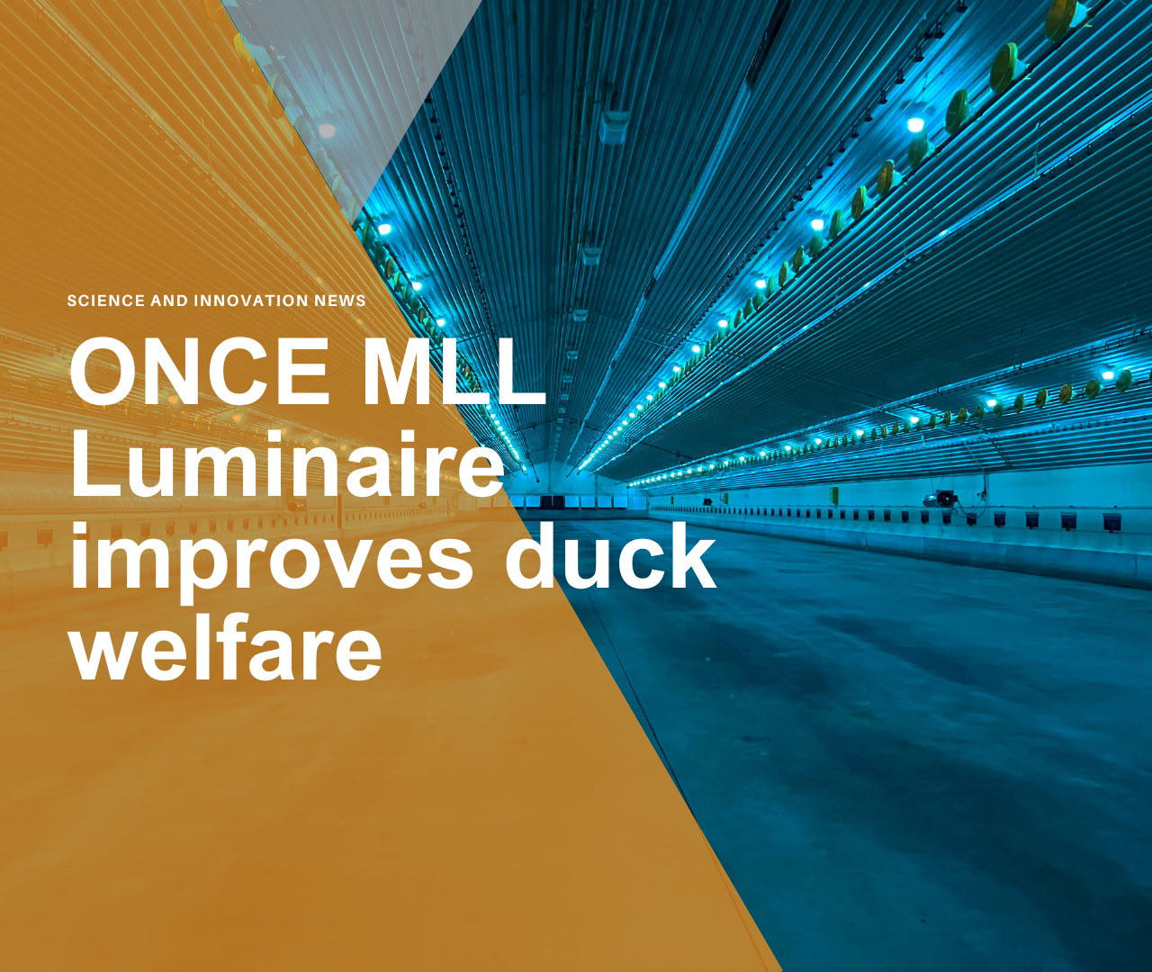 ONCE MLL Luminaire improves duck welfare