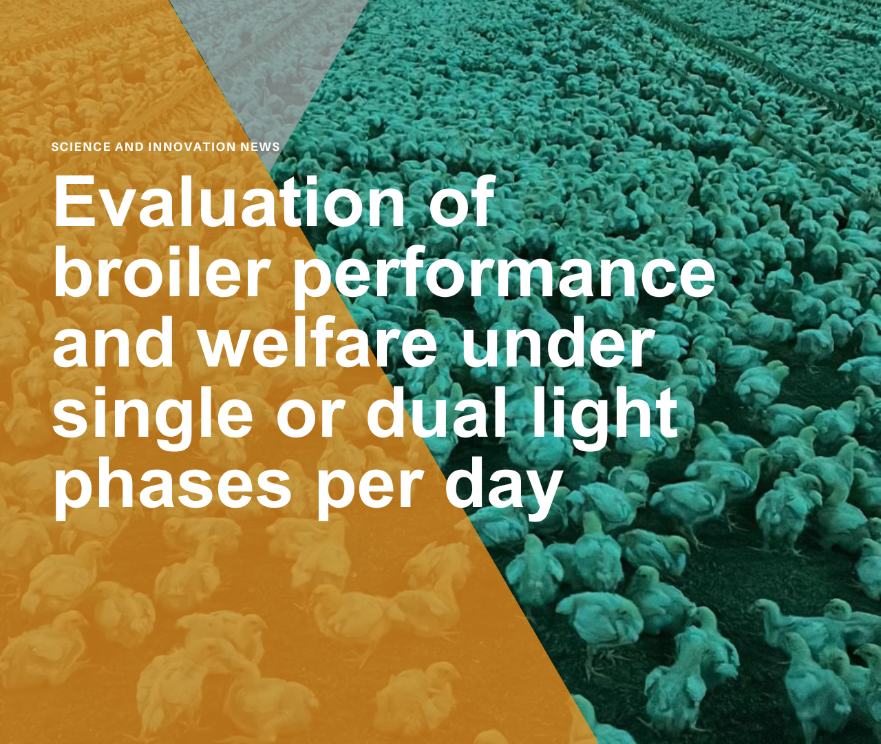 Evaluation of broiler performance and welfare under single or dual light phases per day