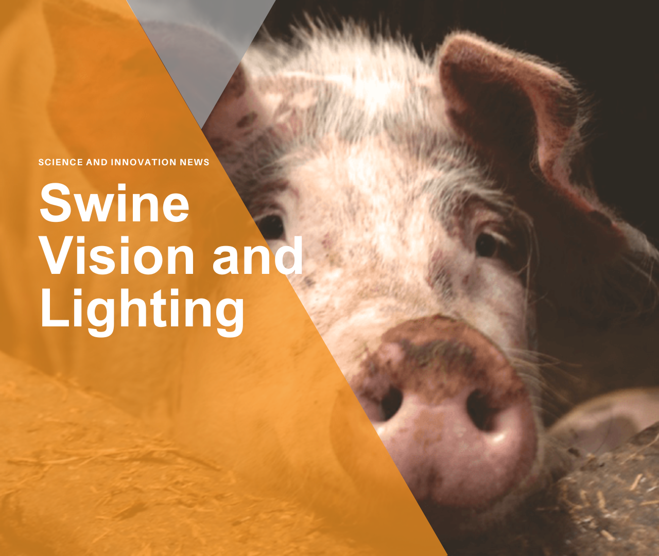 Swine Vision and Lighting