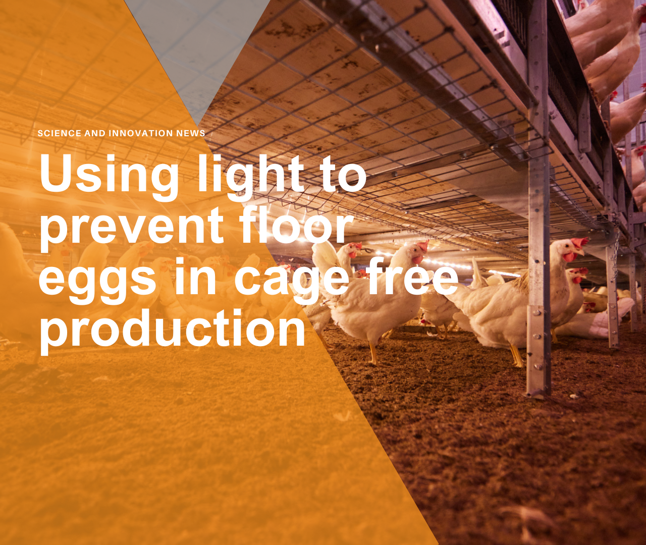 Using light to prevent floor eggs in cage free production
