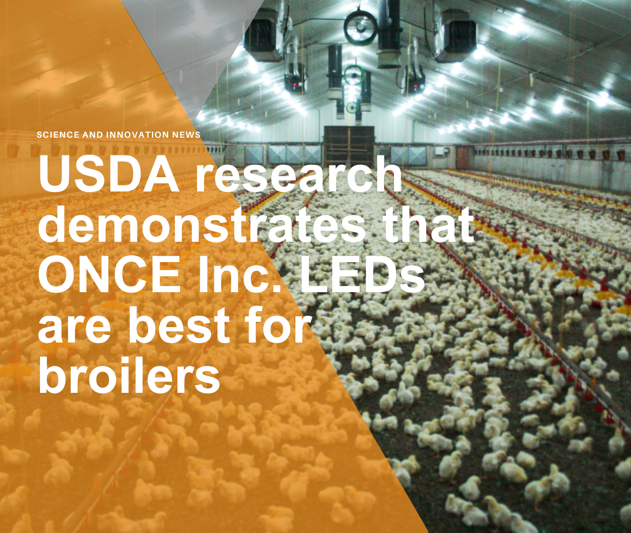 USDA research demonstrates that ONCE Inc. LEDs are best for broilers