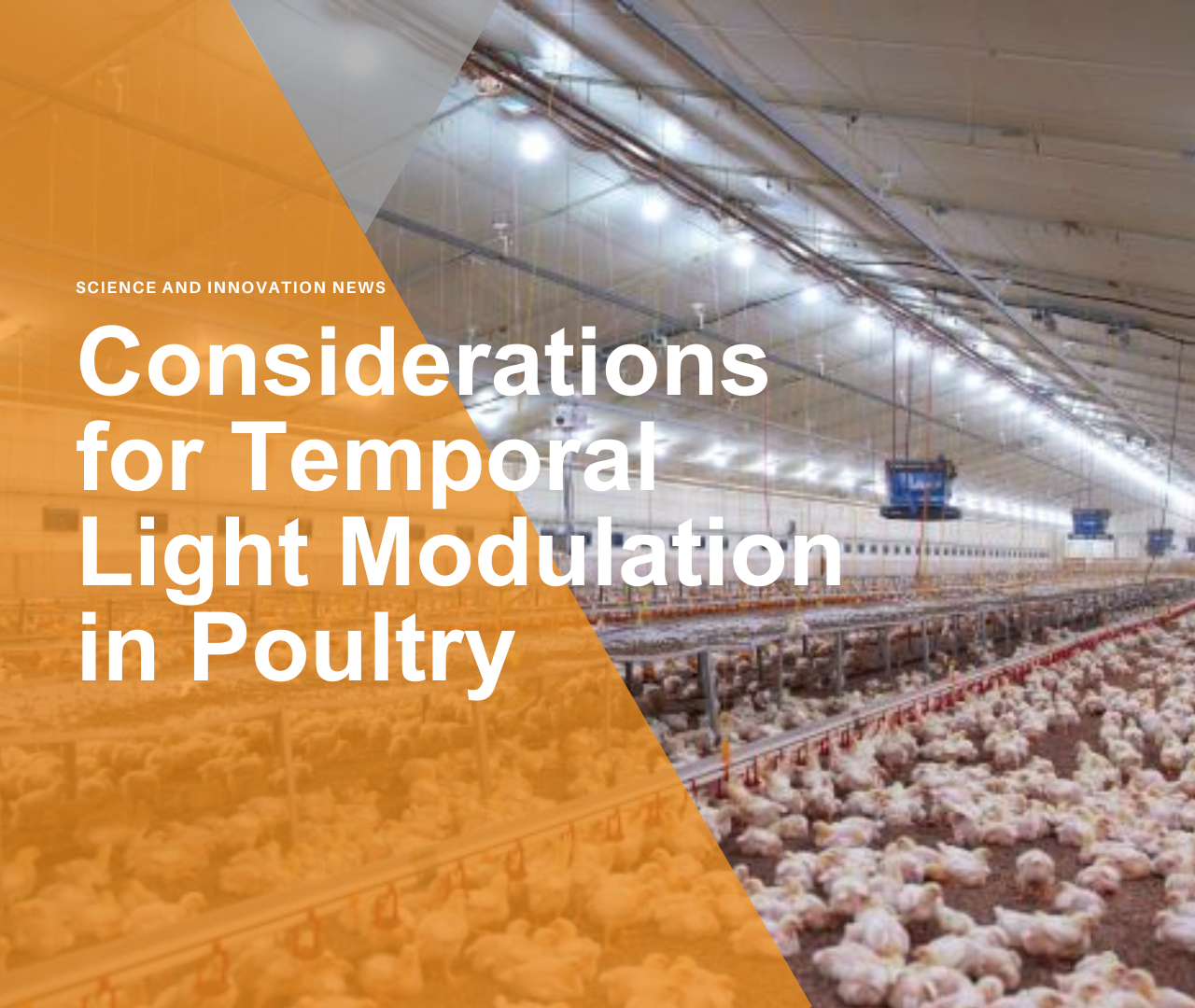 Considerations for Temporal Light Modulation in Poultry