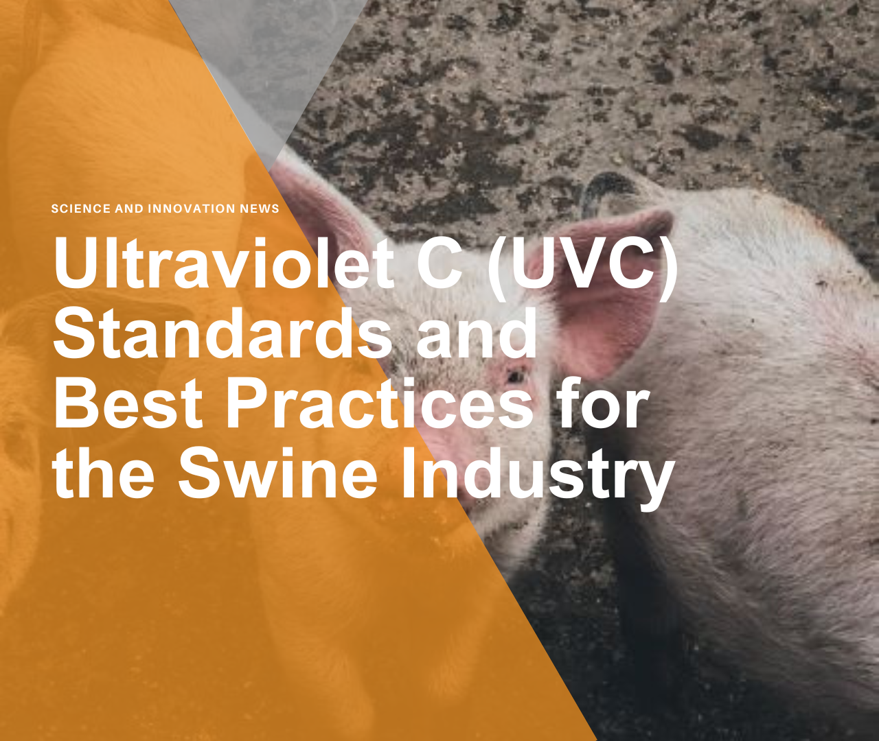 Ultraviolet C (UVC) Standards and Best Practices for the Swine Industry