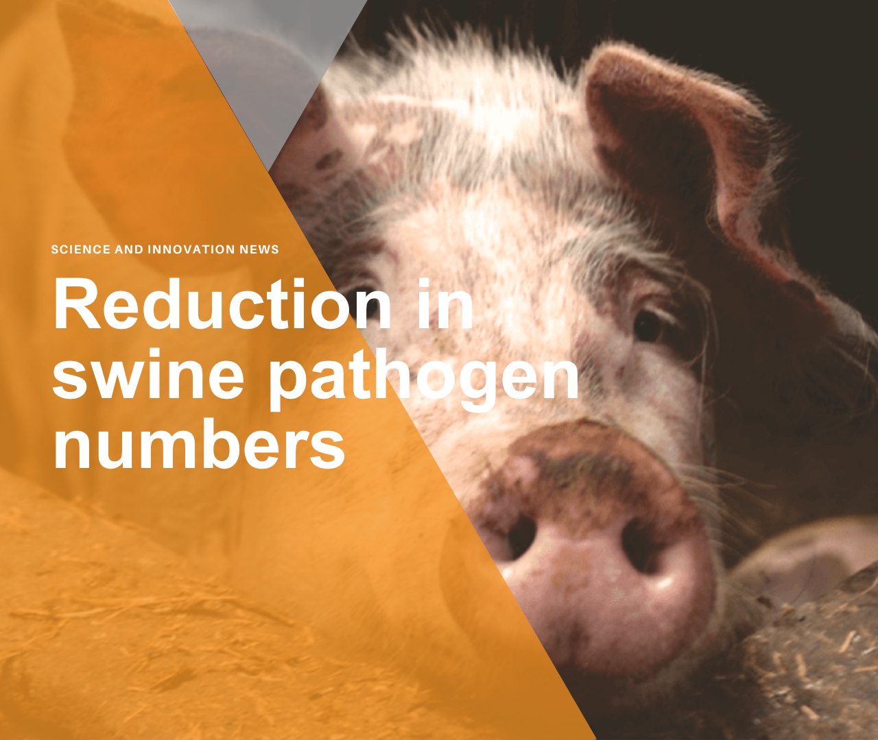 Reduction in swine pathogen numbers by a UVC germicidal chamber