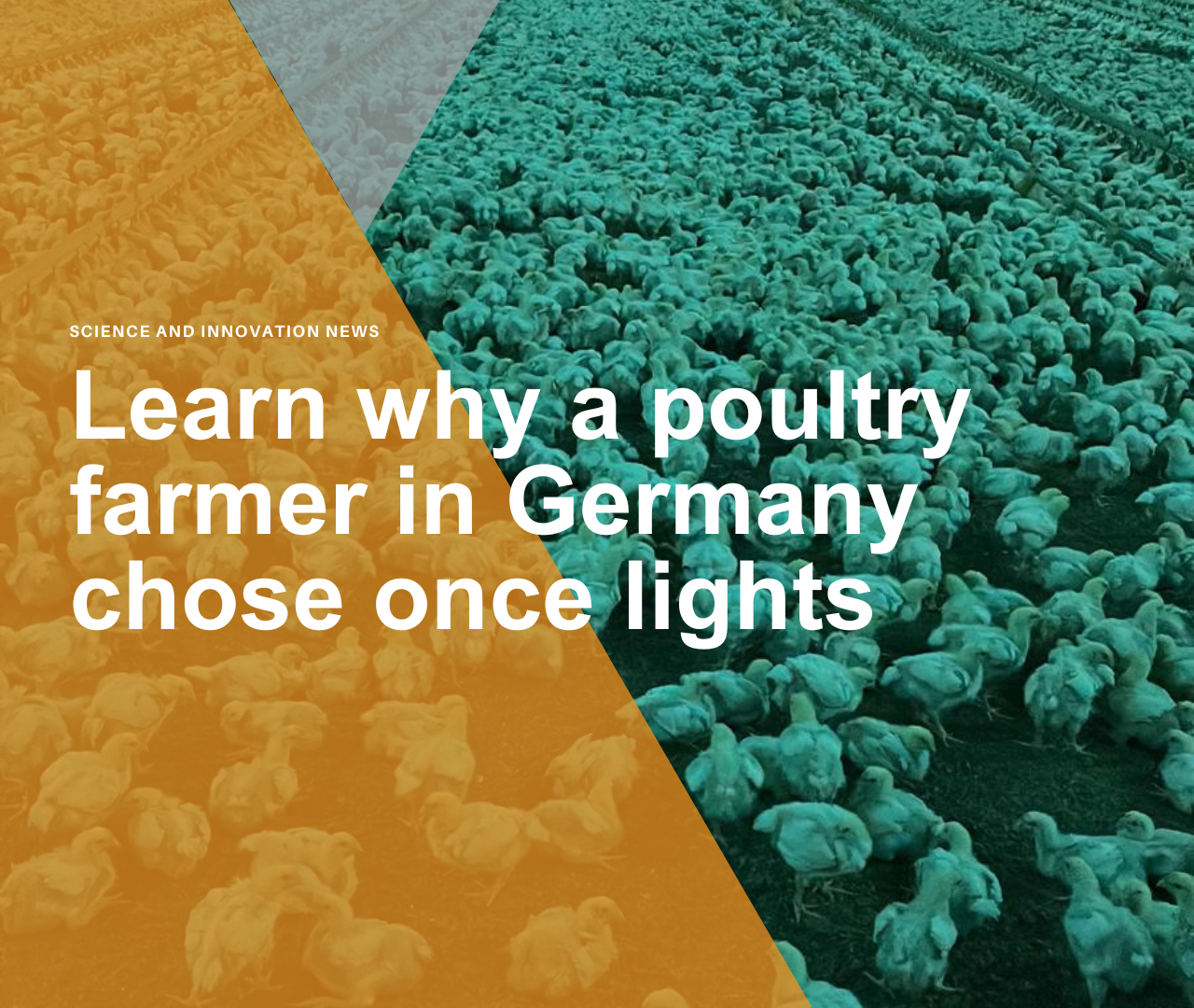 Learn why a poultry farmer in Germany chose Once lights