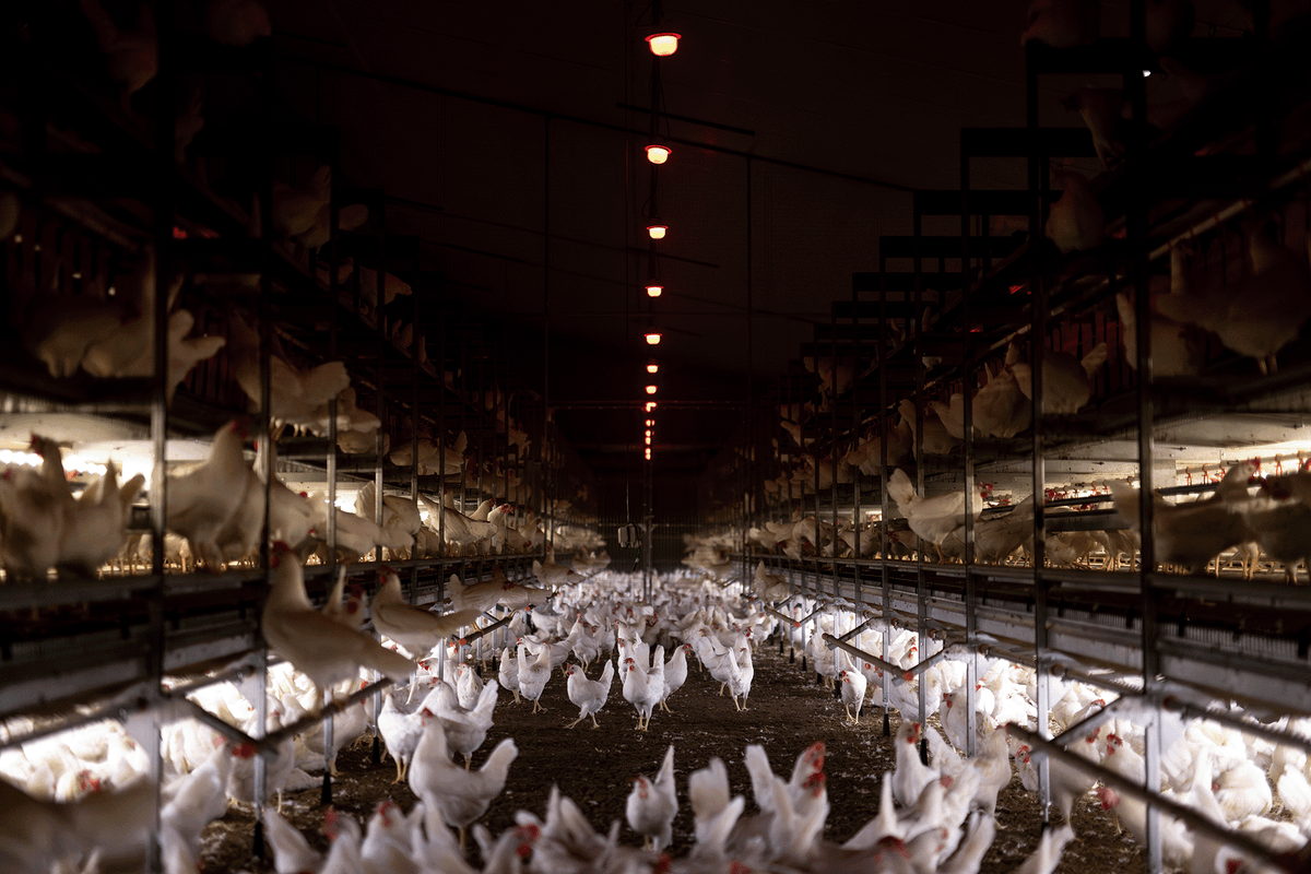 Managing Bird Behaviour Through Light Zoning: Aligning the Environment with Genetic Potential