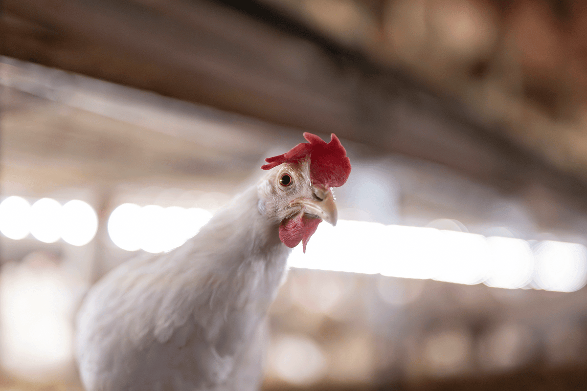 When Light Makes a Difference: Insights from Two Italian Breeder Farms