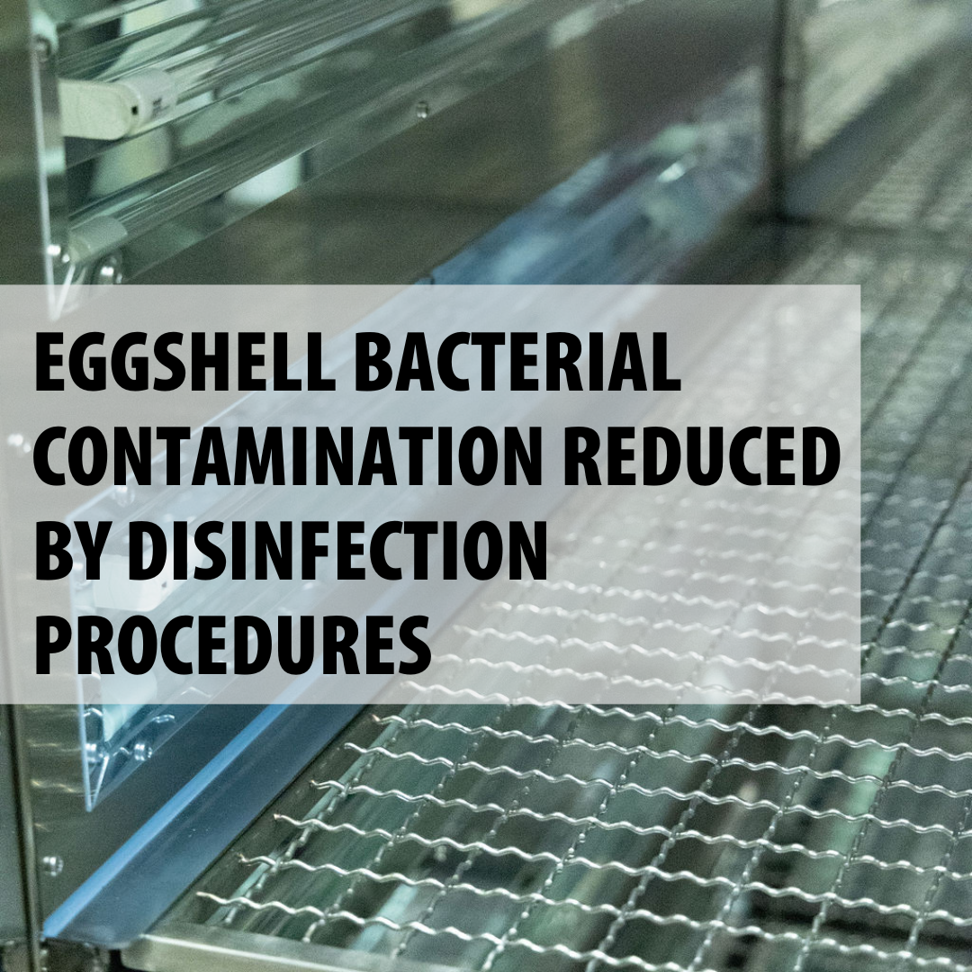Eggshell bacterial contamination reduced by disinfection procedures