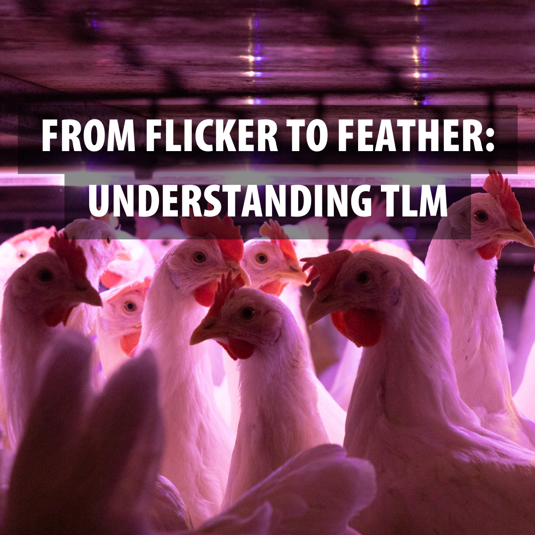From Flicker to Feather: Understanding Temporal Light Modulation in Poultry Environments