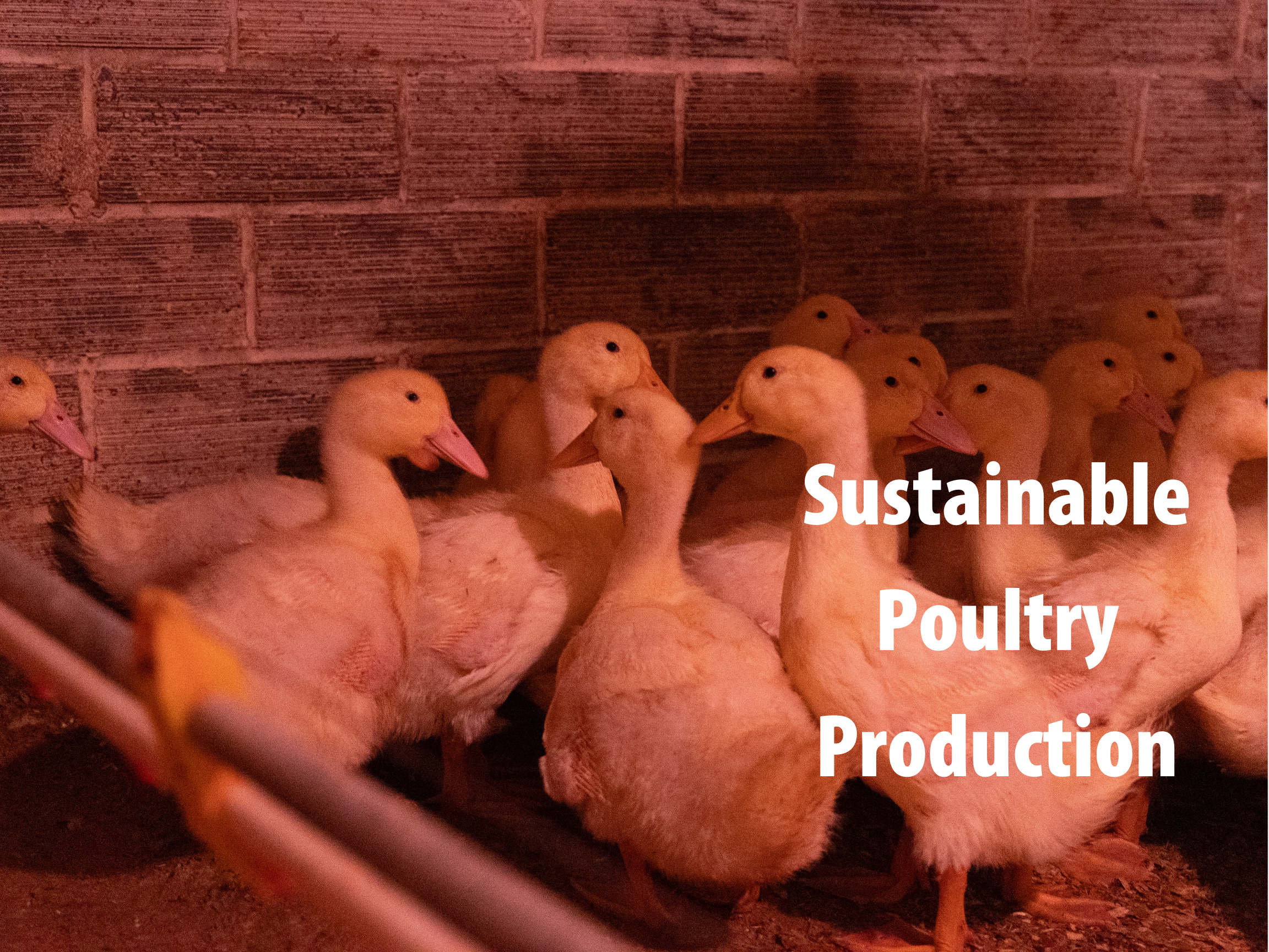 Managing Lighting and Emissions for More Sustainable Poultry Production
