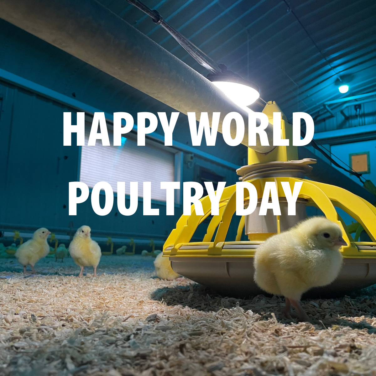Every Day is World Poultry Day