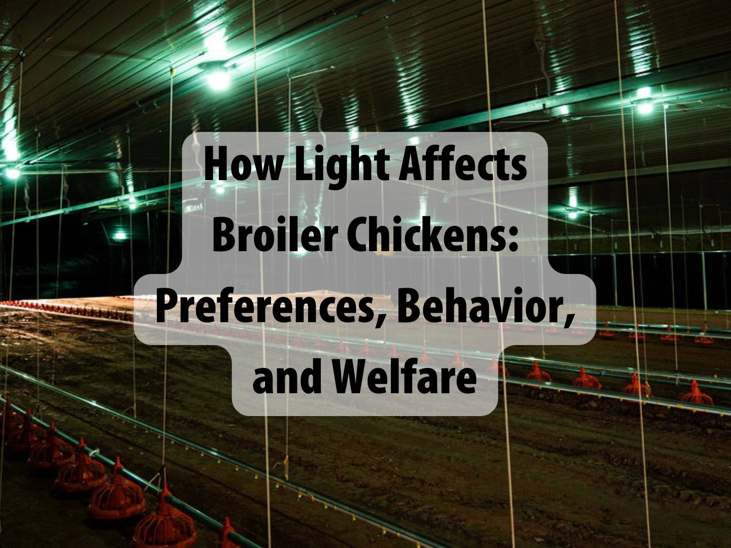 HOW LIGHT AFFECTS BROILER CHICKENS: PREFERENCES, BEHAVIOR, AND WELFARE