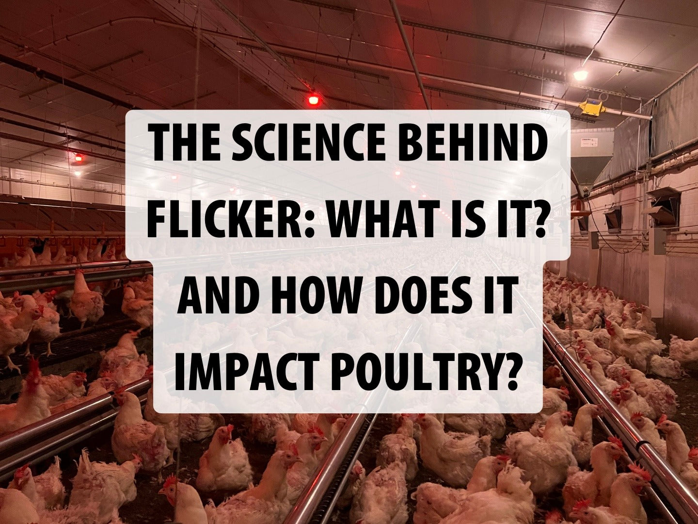 The Science Behind Flicker: What is it? And how does it impact poultry?