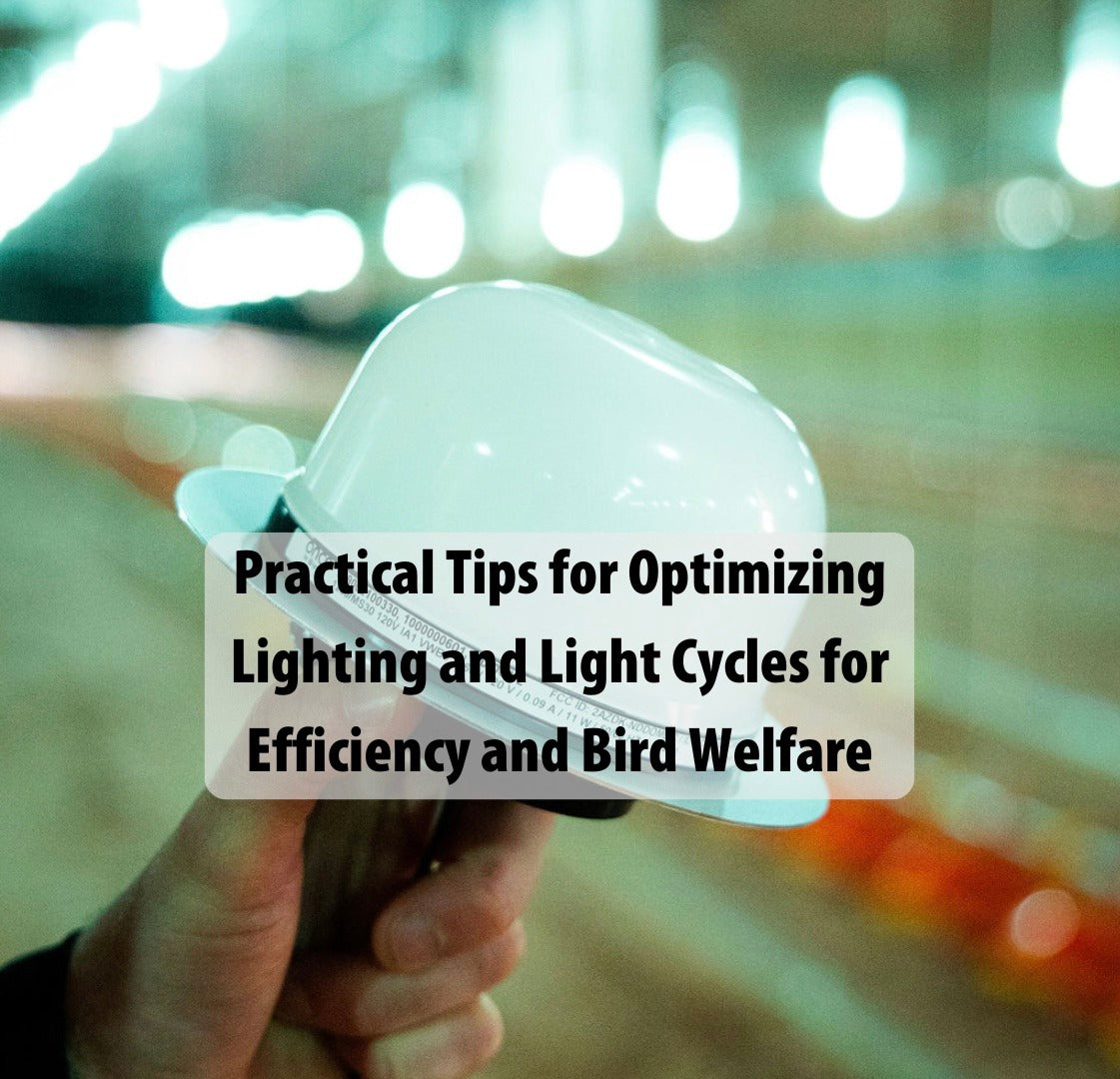 Practical Tips for Optimizing Lighting and Light Cycles for Efficiency and Bird Welfare