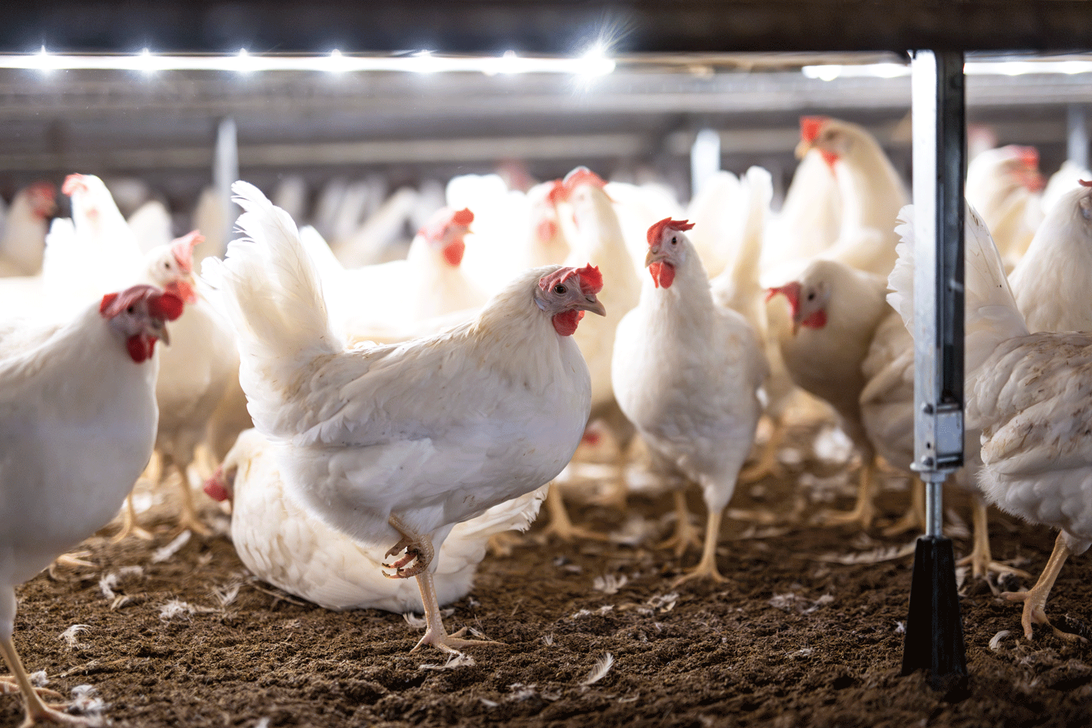 Broiler Lighting: The Link Between Welfare and Productivity