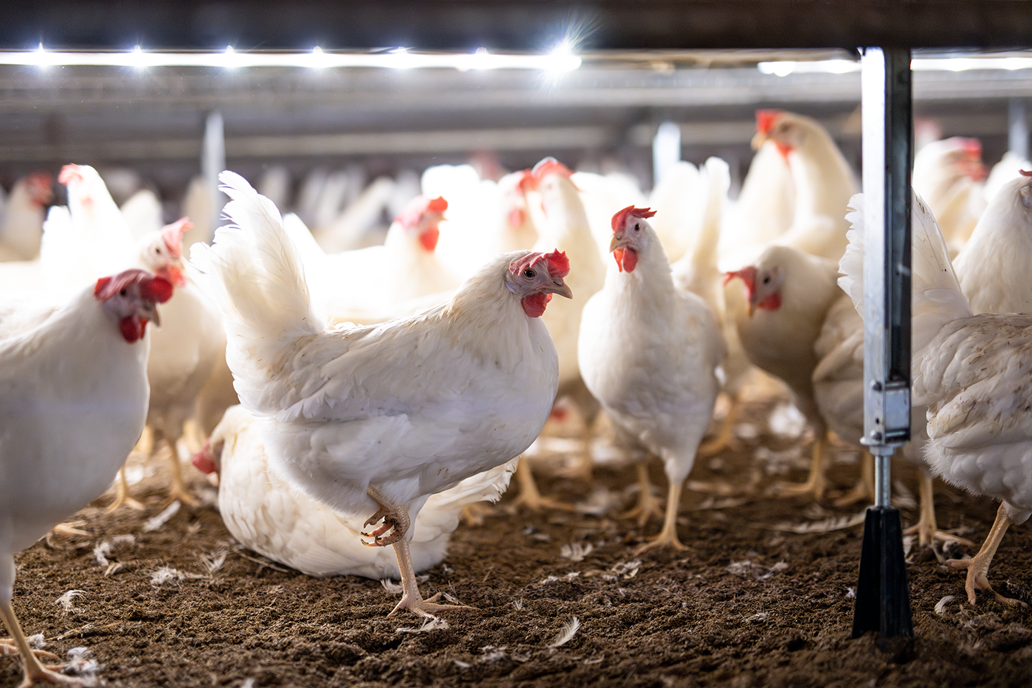 UV-C Egg Disinfection: A Faster, Smarter Way to Improve Hatchability and Strengthen Biosecurity
