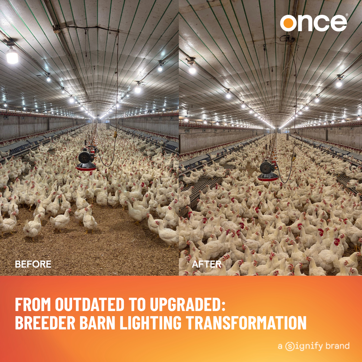 Before and After: A Breeder Barn Lighting Upgrade in South Carolina