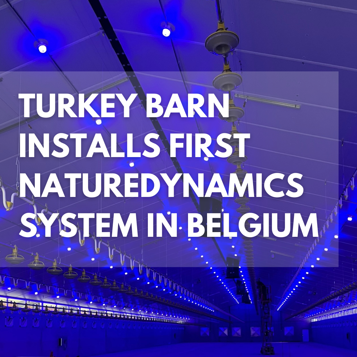 First NatureDynamics Dome Turkey Barn System in Belgium