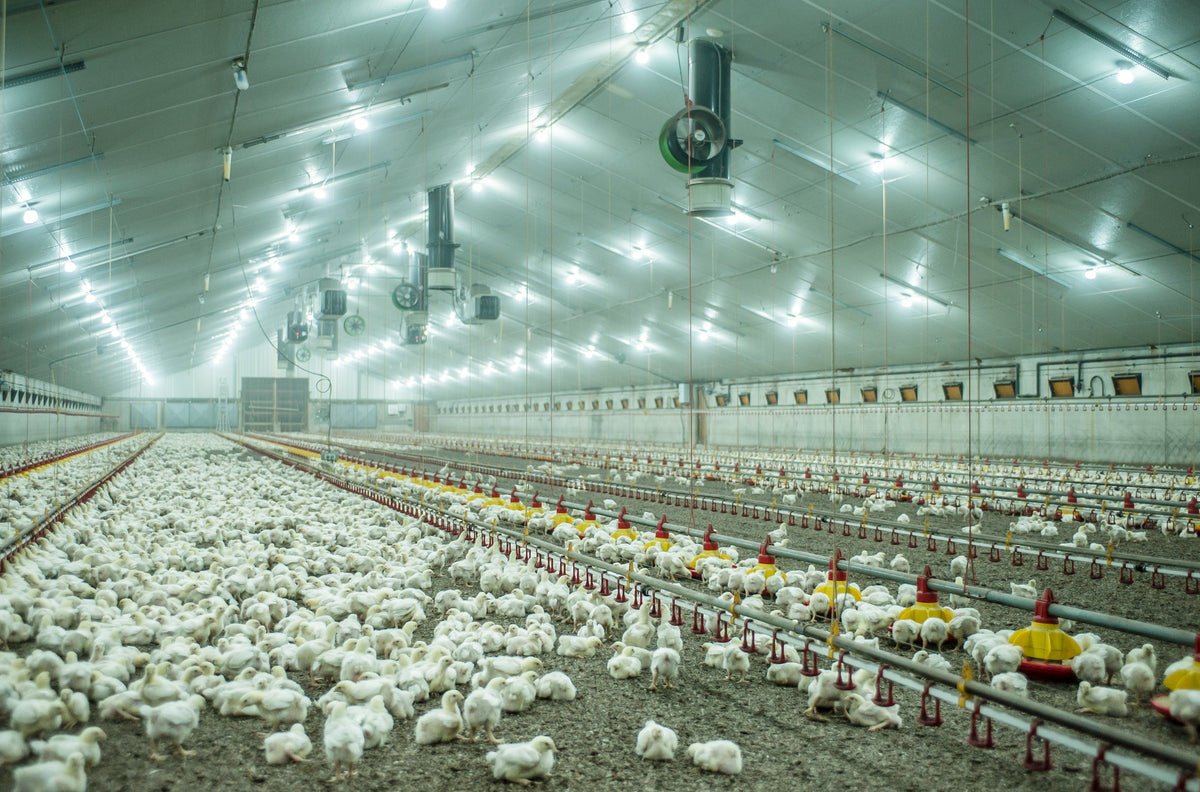 Beyond Illumination: How Smart Lighting Advances Animal Welfare and Sustainable Farming