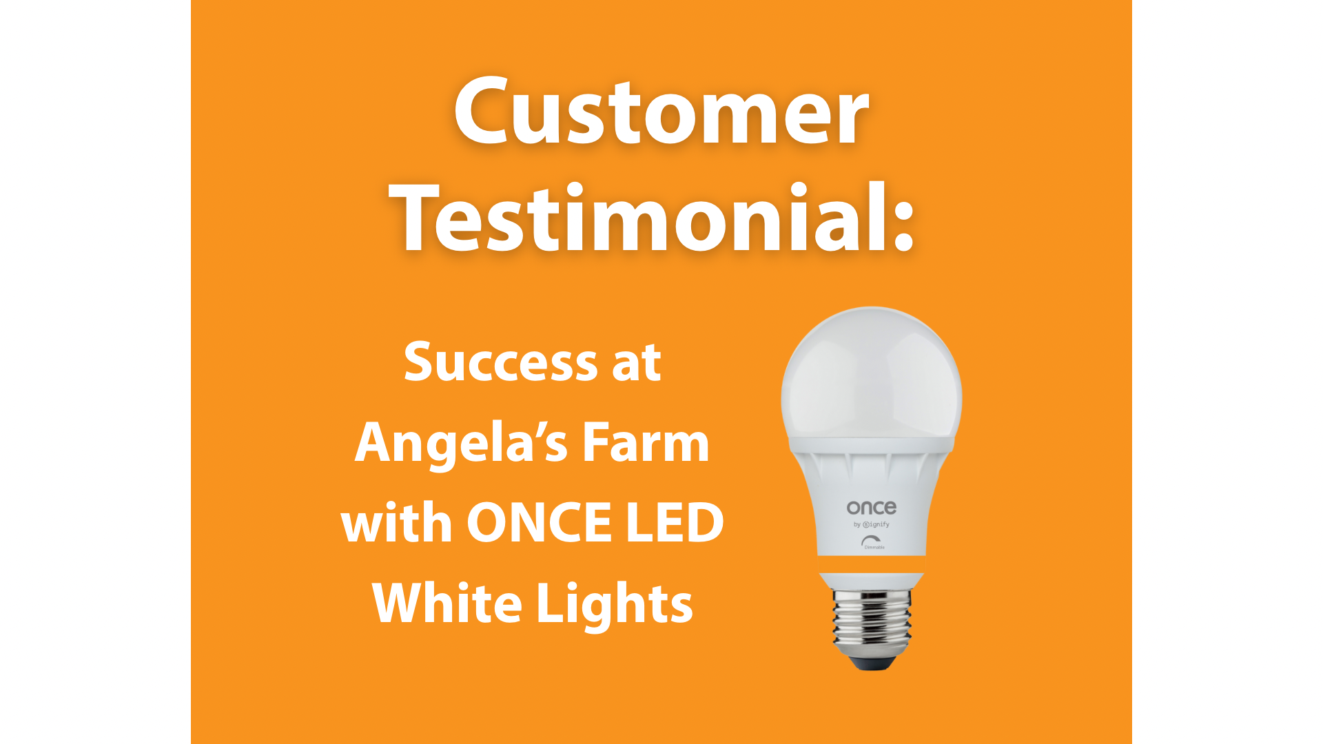 Claiming First Place with White LED Lights: Lai Thang’s Success Story at Angela’s Farm