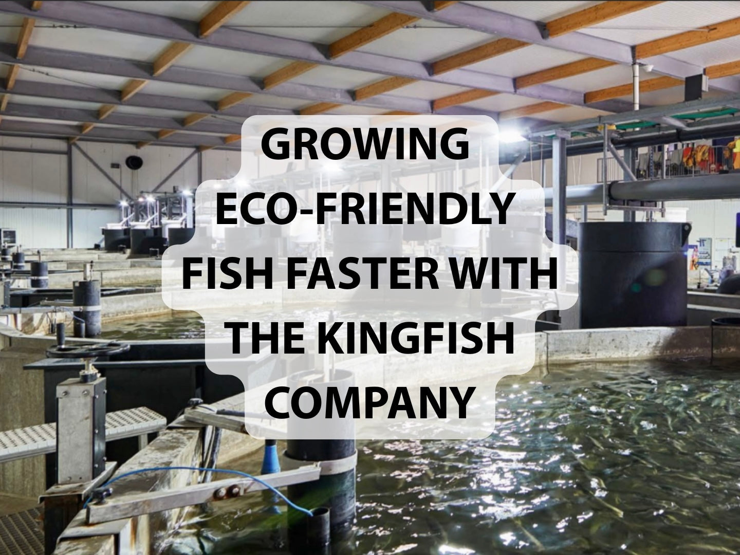 Growing Eco-Friendly Fish Faster with LED Lighting: The Kingfish Company’s Sustainable Breakthrough