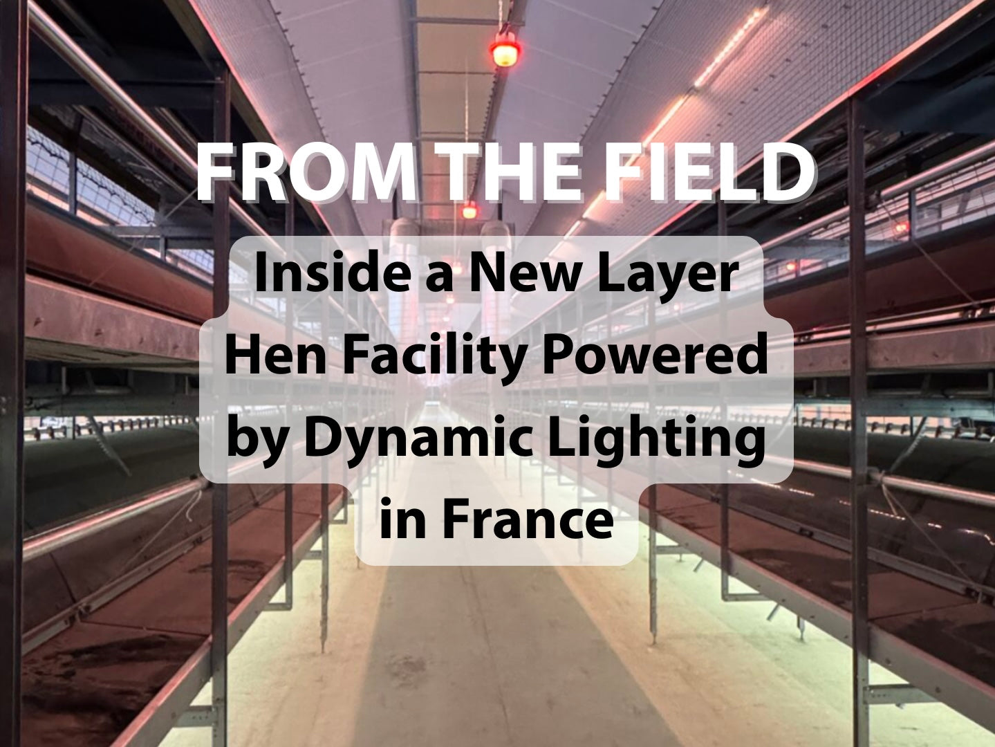 From the Field: Inside a New Layer Hen Facility Powered by Dynamic Lighting in France