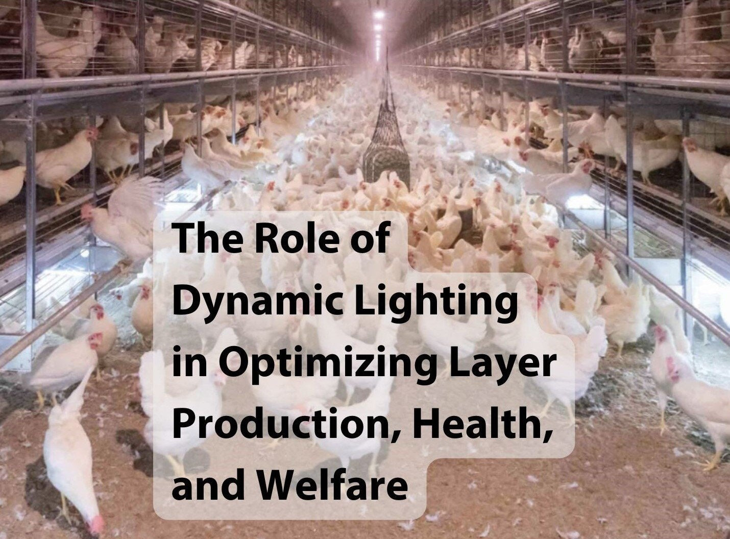 The Role of Dynamic Lighting in Optimizing Layer Production, Health, and Welfare
