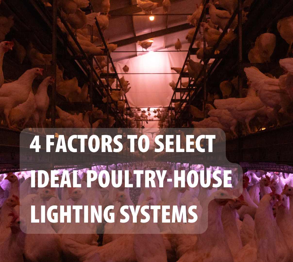 Four Factors to Select Ideal Poultry-House Lighting Systems