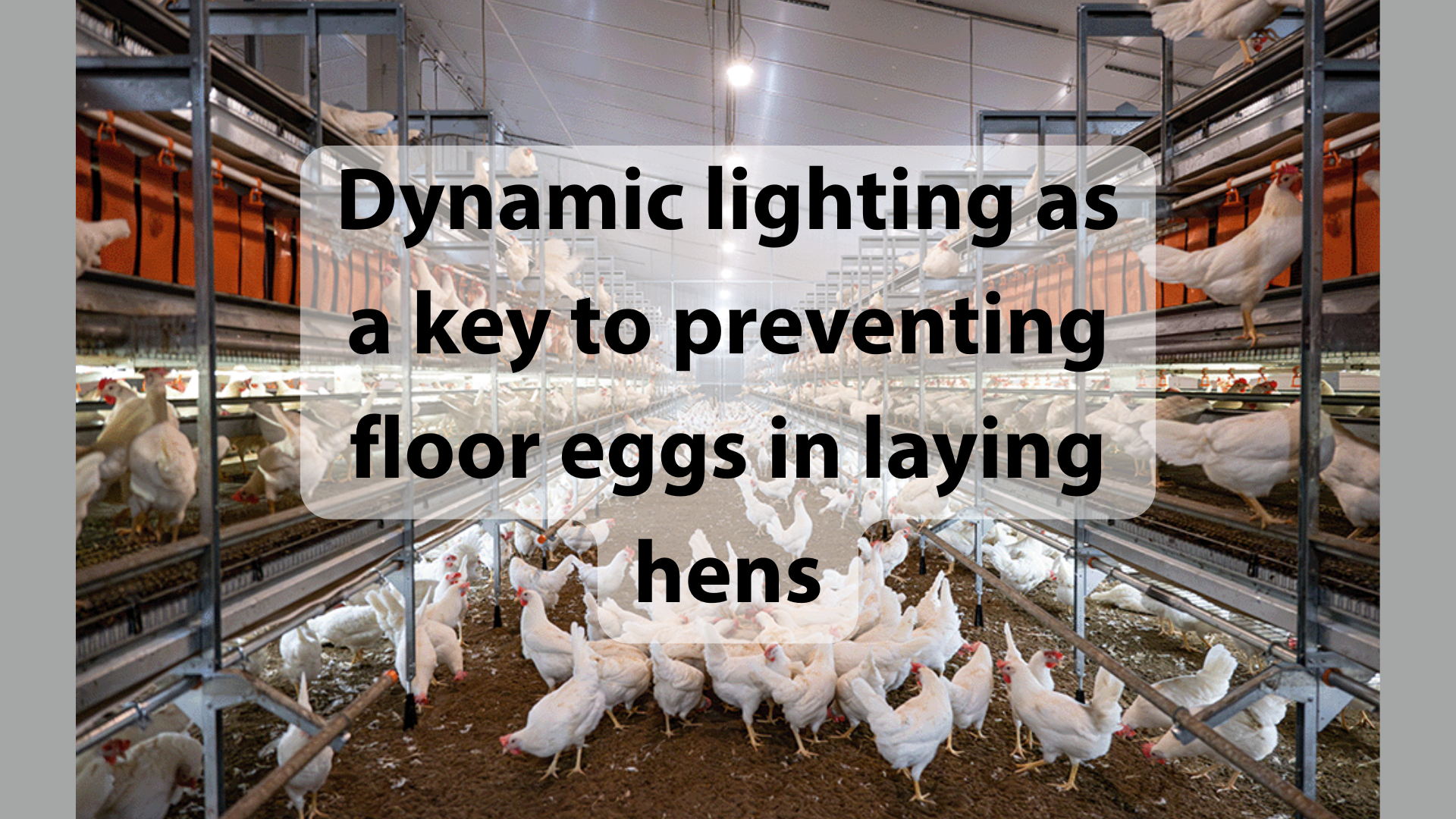 Dynamic lighting as a key to preventing floor eggs in laying hens