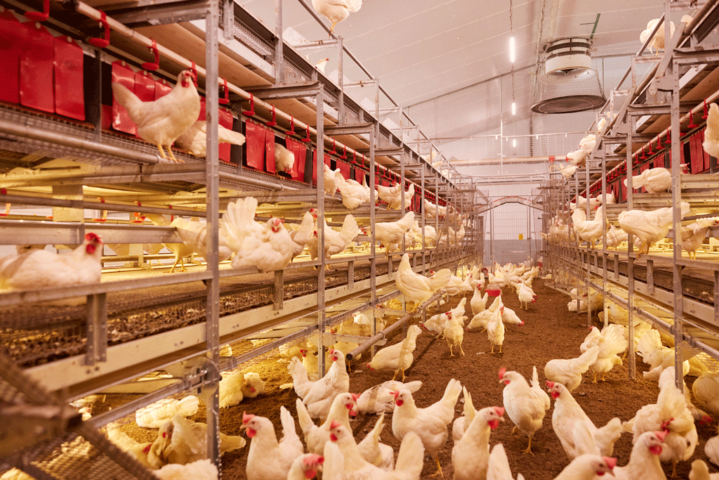Managing Bird Behaviour Through Light Zoning: Aligning the Environment with Genetic Potential