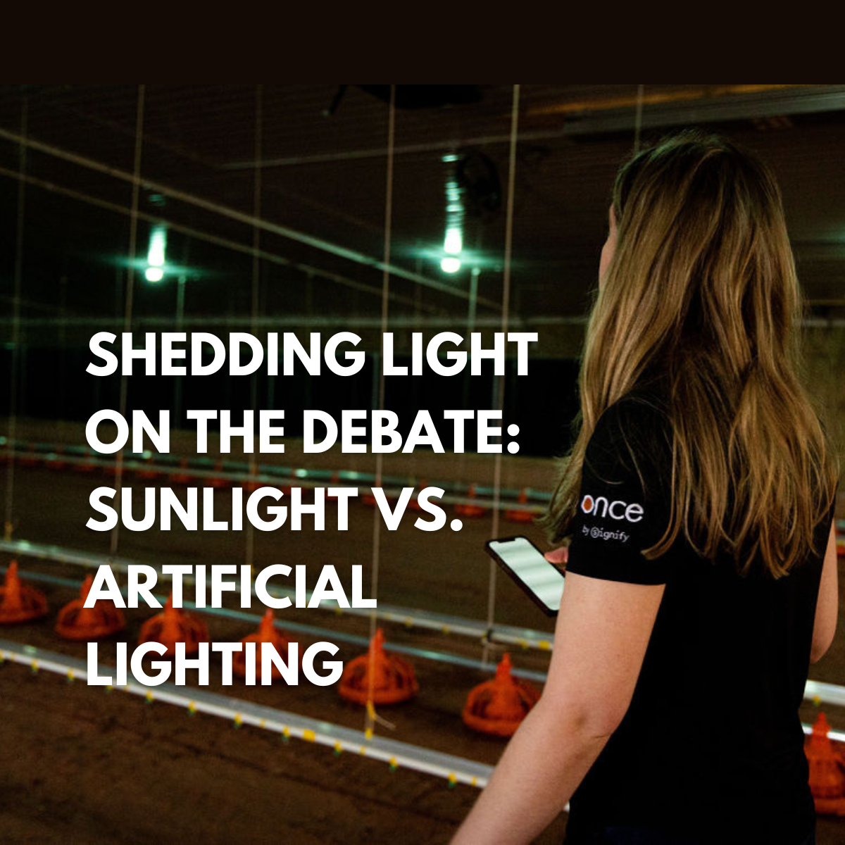 Shedding Light on the Debate: Sunlight vs. Artificial Lighting for Broiler Chicken Houses