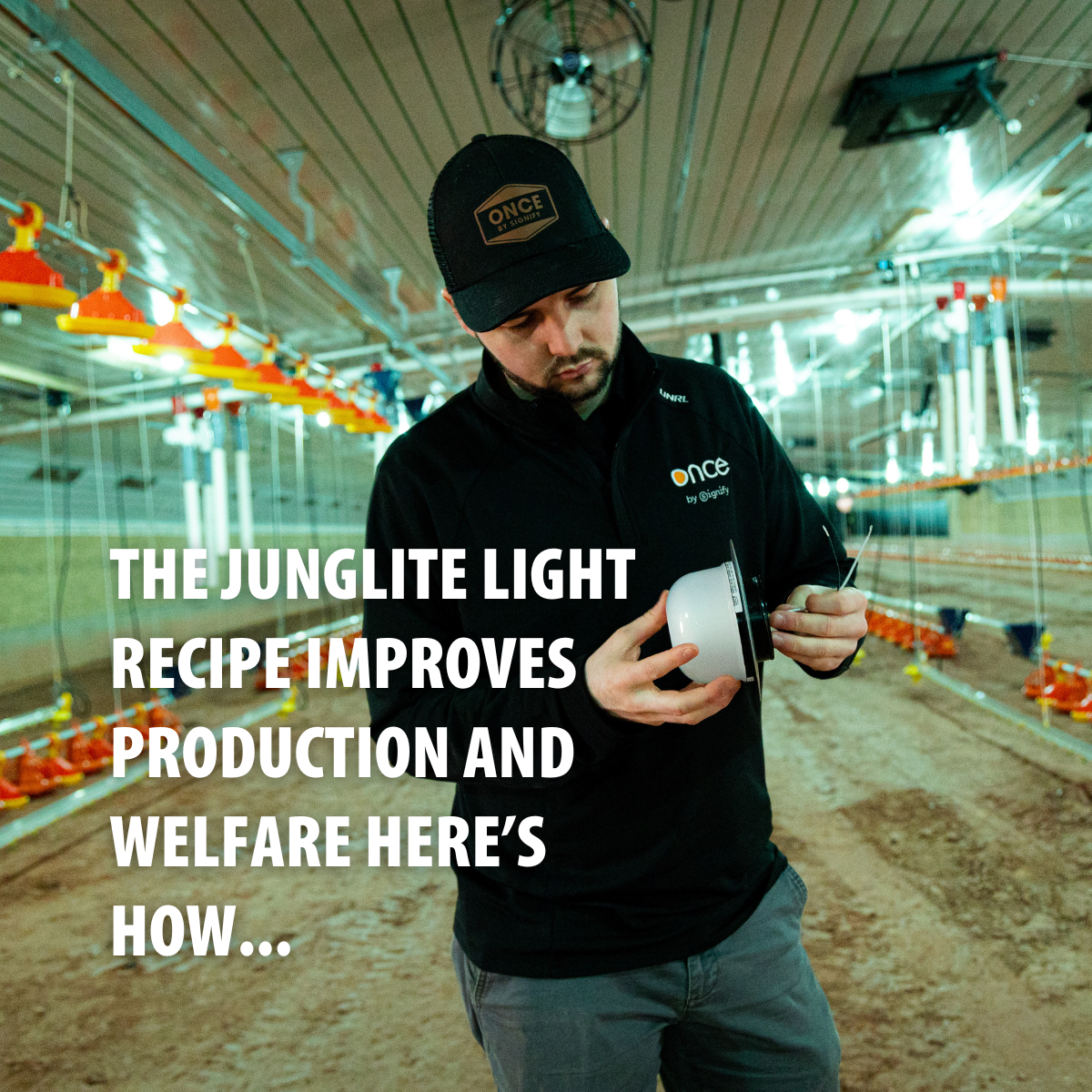 The Junglite light recipe for broilers improves production and welfare