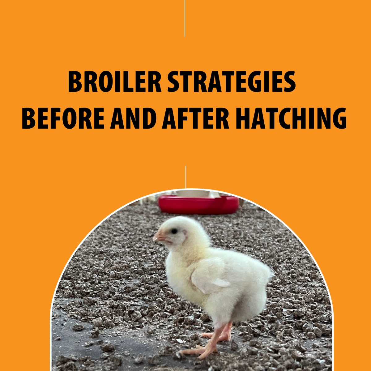 Free webinar on lighting strategies for Broilers