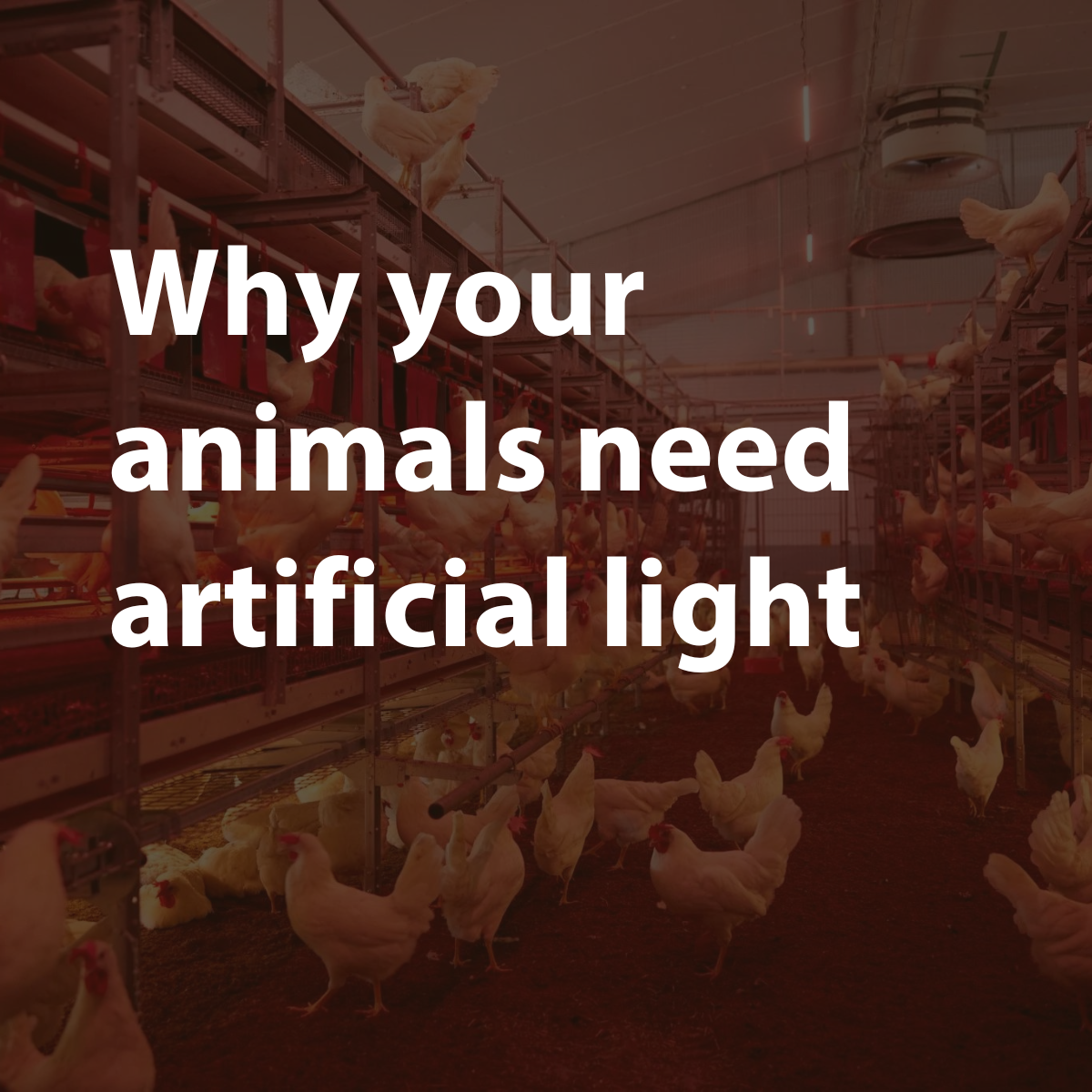 Why your animals need artificial lighting