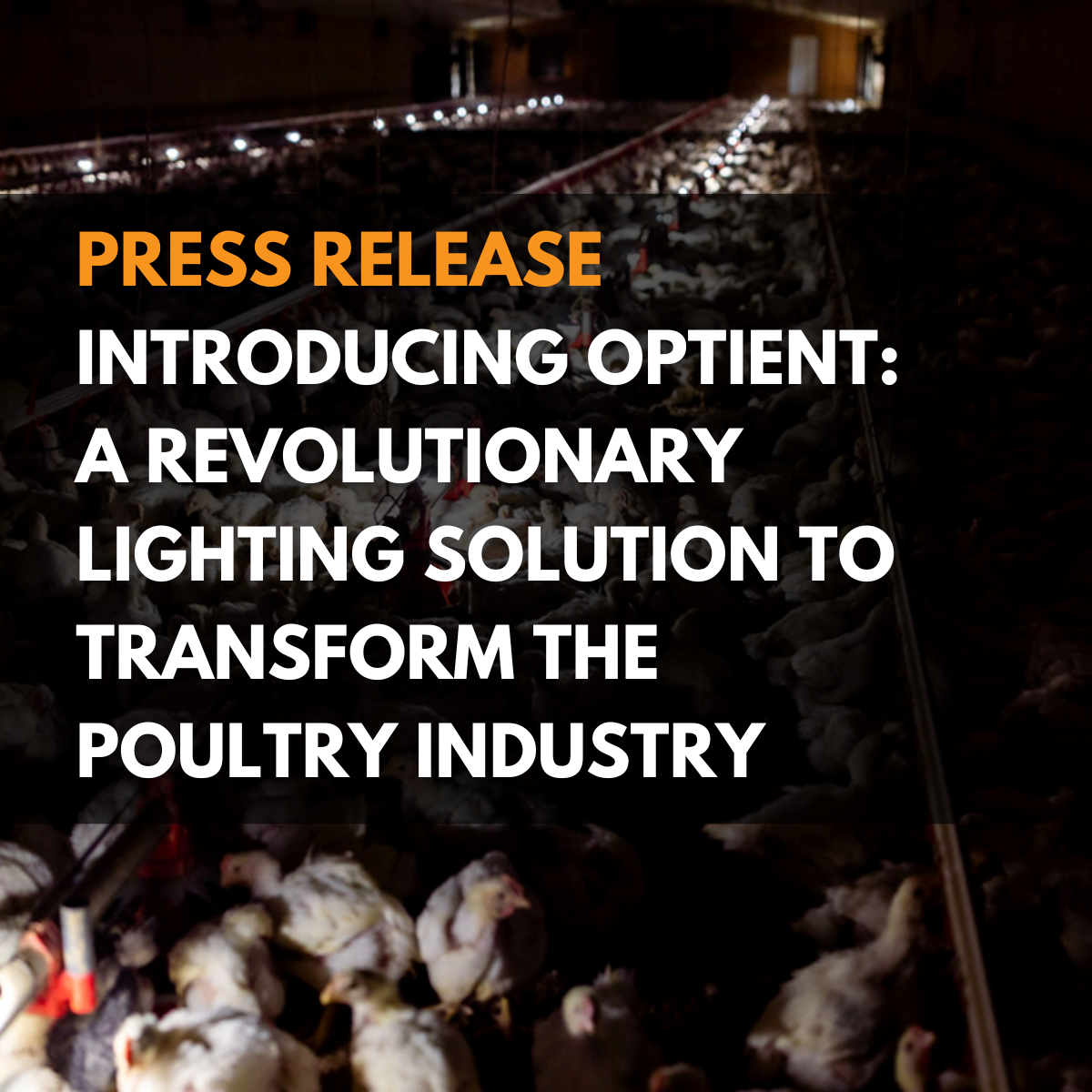 PRESS RELEASE: INTRODUCING OPTIENT, A REVOLUTIONARY GRADIENT LIGHTING SOLUTION TO TRANSFORM THE POULTRY INDUSTRY