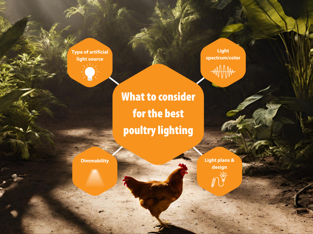 What is the most ideal lighting for poultry and why?