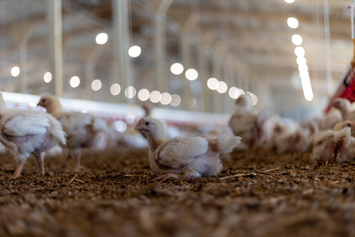 How Reliable, Consistent Lighting Helps Ricky Harrison of Harrison Farm, LLC “Kill It” With Bigger Chickens