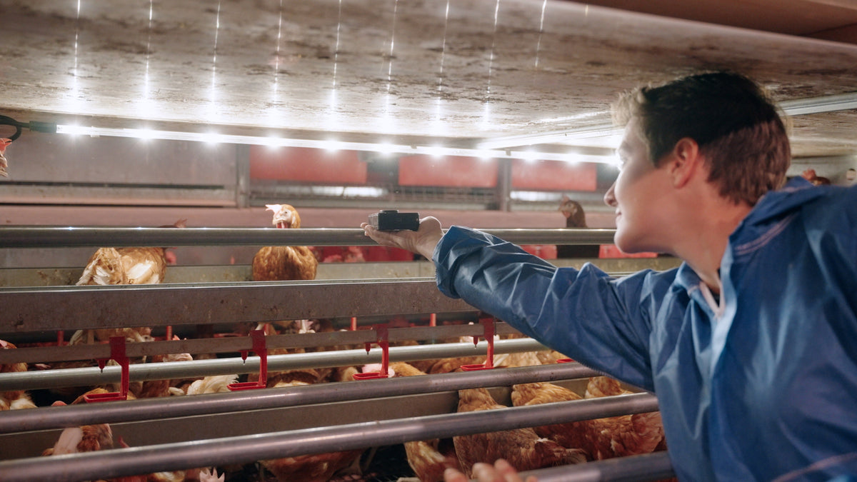The Science Behind Poultry Lighting: What Research Reveals About Lighting and Bone Health in Laying Hens