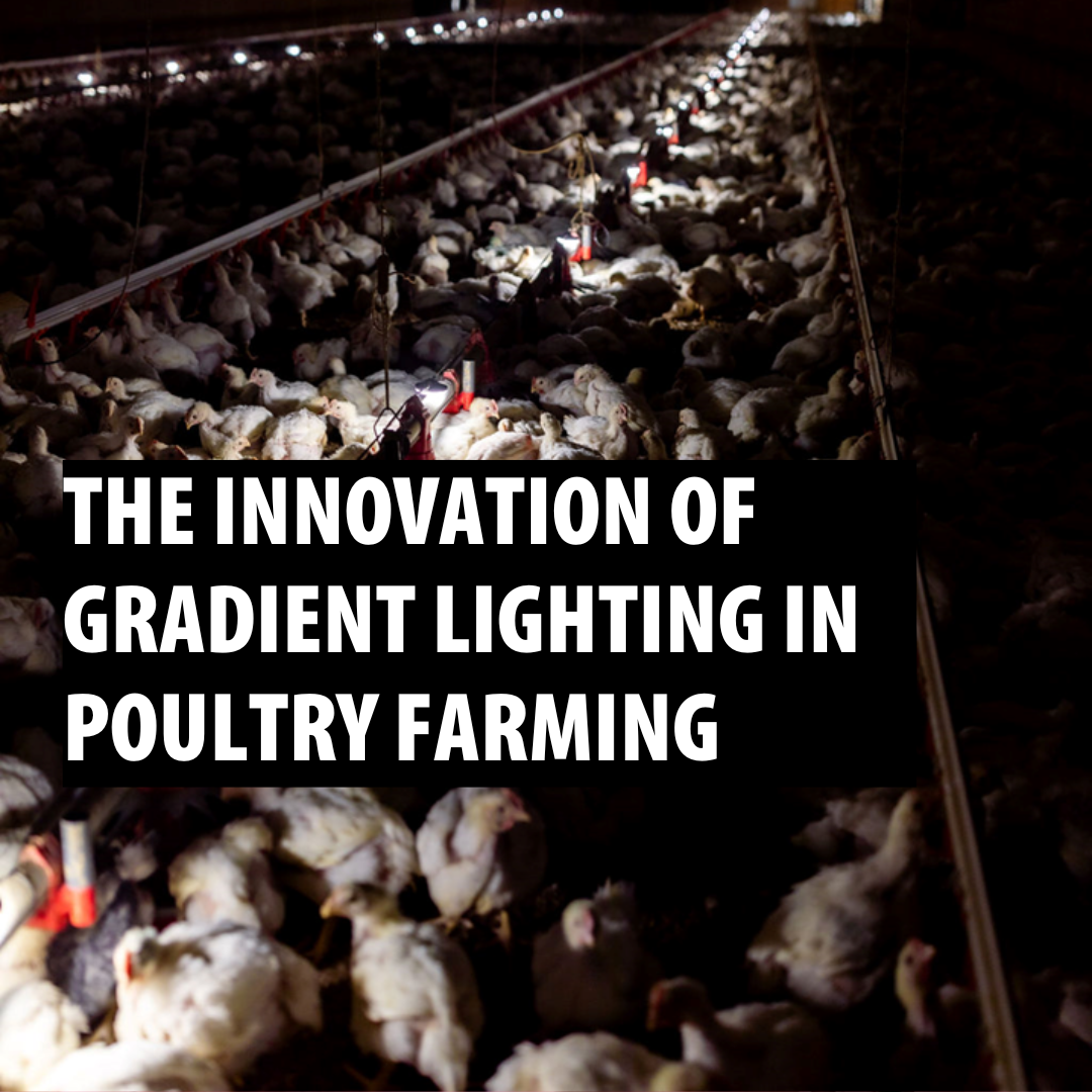Gradient lighting promotes freedom of choice for broilers