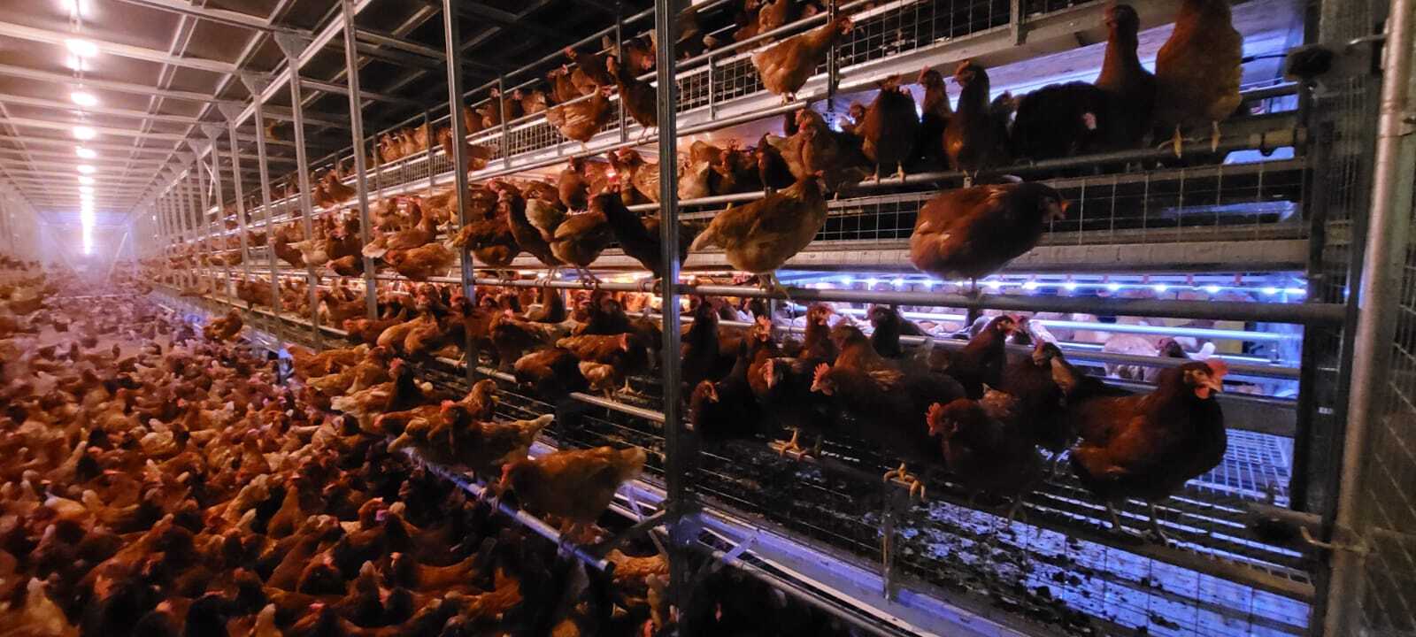 Light Zoning in Aviary Systems: A Tool to Prevent Piling & Smothering