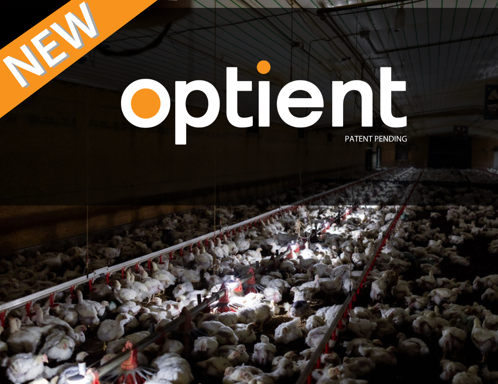 Introducing Optient (1)