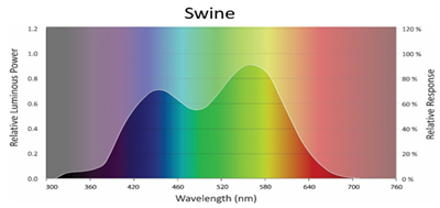 Swine Visions and Lighting